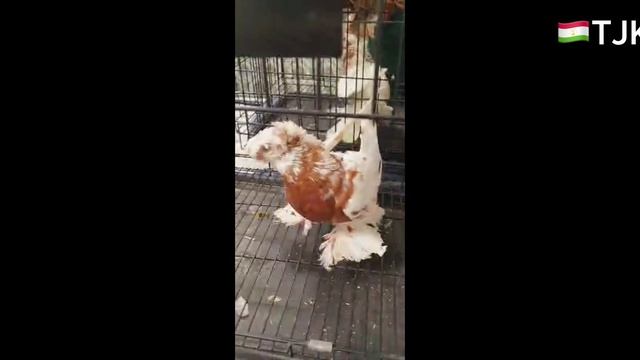 Друзья Голуби на продажа Город 🌆 Душанбе Таджикистан смотреть онлайн