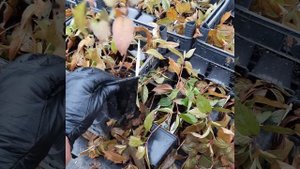 Про зимовку саженцев гортензии. Ничем не укрываю, зиму