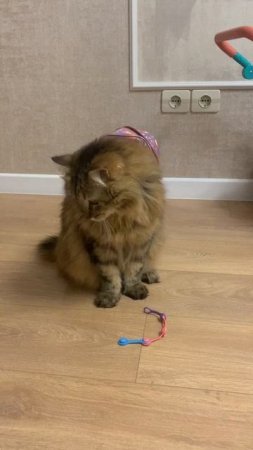 Котик Тайсон