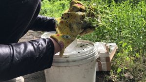 Приехали очитки и бадан из Питера. Высаживаем новые растения