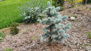 Новички ель колючая Вальдбрун/Waldbrunn и Энгельмана Джаспер/Jasper. Усмирение сосен. 05.06.2025.