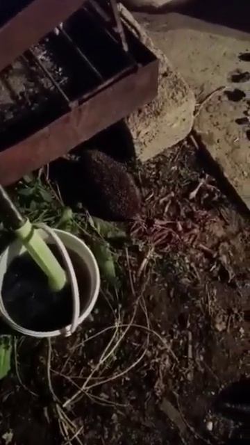 ёжик под мангалом. #ёж смотреть онлайн