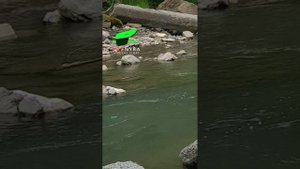 Поплавок ПРОНЫРА. Буксирует Блёсну Мушки Живца Донную