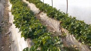 Клубника в теплице Альба,Клери,Азия,Сирия,Априка