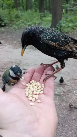 Скворцы прилетели