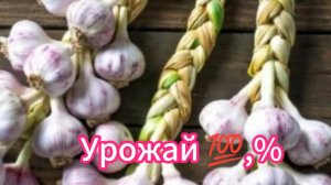Чем подкормить чеснок для обильного урожая.