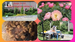 Живу в Нижегородской деревне.Купили утят.Подвязала томаты .5-06-2025г