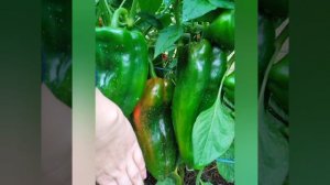 Сладкий перец РИД