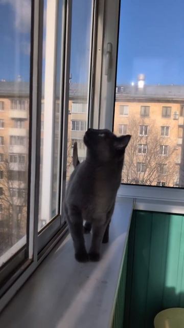 🐾 Кот Лобзик 🐱 #cat #funnycats #funny ##animals #cute смотреть онлайн