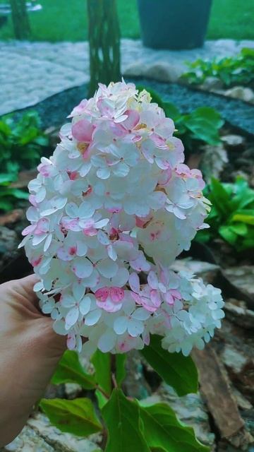 Что за гортензия? #частныйдом #сад #дача #садоводство смотреть онлайн