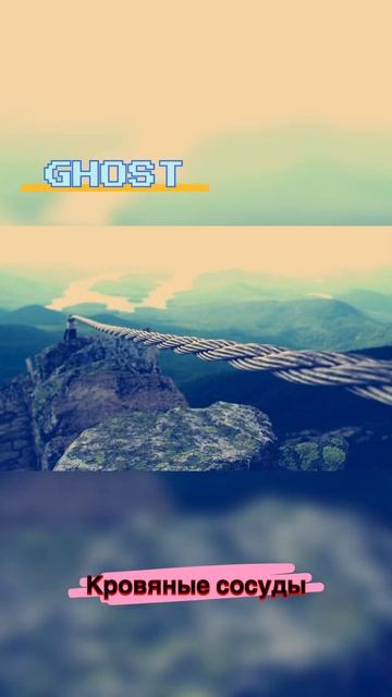 Кровяные сосуды человека #ghost #ghostfact #интересныефакты #? смотреть онлайн