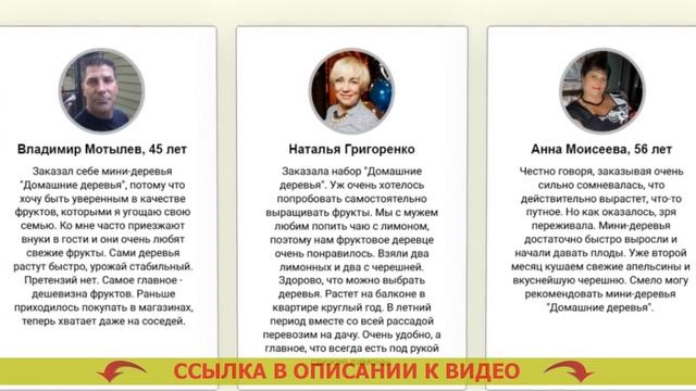 🔵 Карликовые деревья для дома в горшках уход