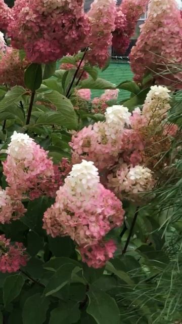 #frais #melba #hydrangea#гортензия#garden#гортензія#сад#flowers#park#jardin #s смотреть онлайн