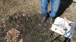 Удачная прививка яблони в расщеп у друзей
