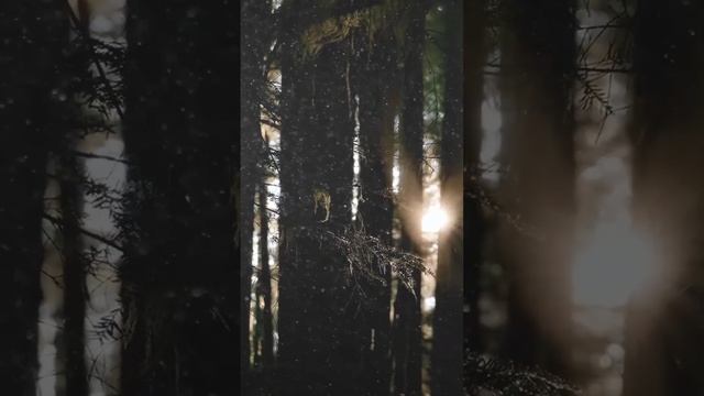 Пробуждение в 3 утра: время быть добрее к себе! 📬 Свяж? смотреть онлайн