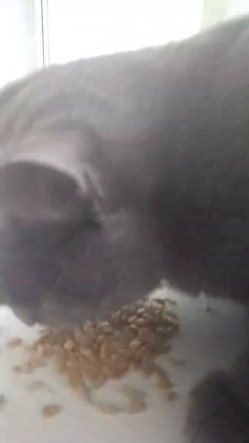 барсик ест семечки по трек да или нет смотреть онлайн