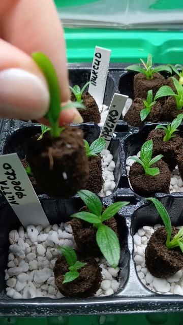 Укоренились 🌱за 20 дней почки метельчатой гортензии? смотреть онлайн