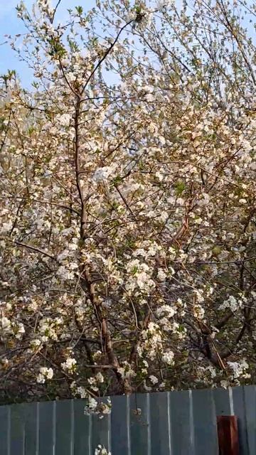 Живая изгородь из вишни #plants смотреть онлайн