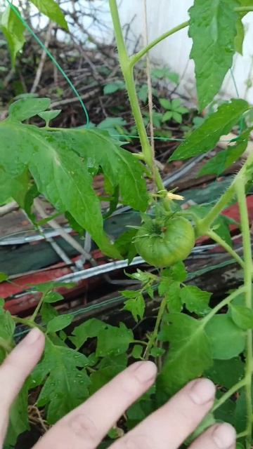 Запорожский огород 18 мая 2024 / НАША ДАЧА #сад #украинано? смотреть онлайн