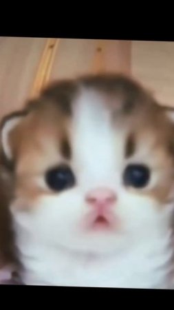 Котик