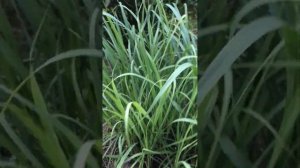 Как растёт лемонграсс. Выращиваем в открытом грунте. Ч