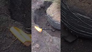 Пересадка взрослых деревьев из питомника. Копаем ель ?