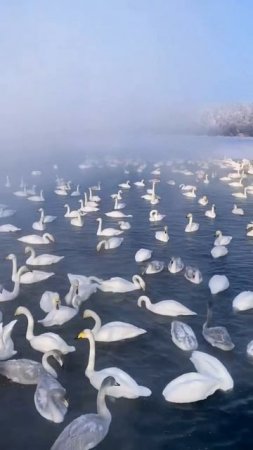 Лебединое озеро на Алтае.