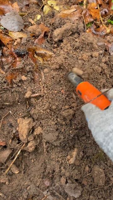 Что то интересное #леснойскобарь#2024 #коп#металлоискат? смотреть онлайн