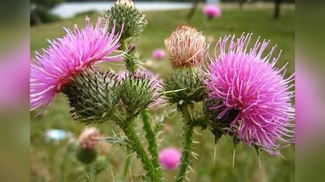 Расторопша Противопоказания Способы эффективного пр? смотреть онлайн