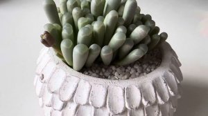 Фенестрария/ Fenestraria. Сравниваю уход за прошлый год с ух