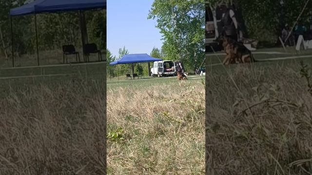 2 Отл. СС ЮЛАЙЯ с Братского взморья +++ №39. КЧК АНГАРСК 25 мая`25 Ю.Скиба Моно немецких овчарок