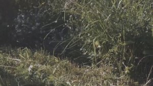 Paul Polotsk - Я иду долиной (С. Есенин)