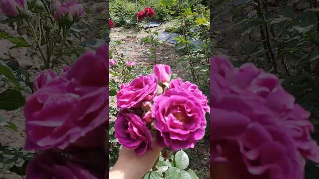 Прогулка по саду с розами.Певая волна розочек.Мой цвет смотреть онлайн