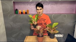 КУПИТЬ АГЛАОНЕМЫ ПИЧ ПЕРЛ И ЭПЛ ФЭНТАЗИ