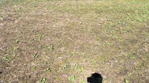 ПОКАЗЫВАЮ всходы рапса. КАКАЯ НОРМА? ВЫВОДЫ