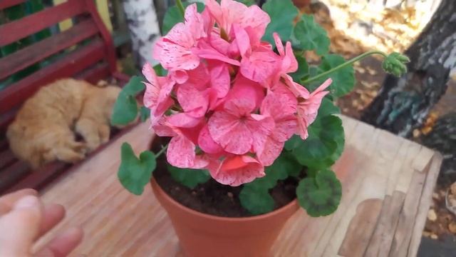 Пеларгония из семян Руби Рейн #flowers #pelargonium #пеларгония смотреть онлайн