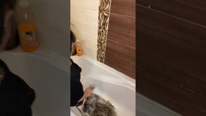 как мыть искусственный хвост #hairstyle #hair #волосы #уходза?