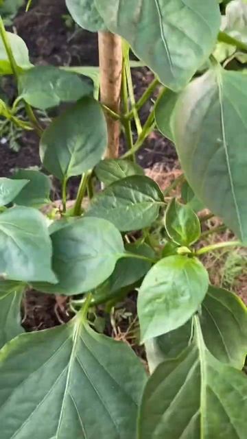 Формировка перца#огородники #садогороддача #сажаемвм? смотреть онлайн