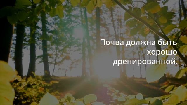 Лиственница для сада: идеальное решение для вашего уч?