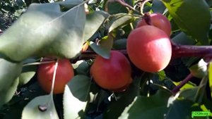 абрикос Биг ред, Астрахань 22.06.24г