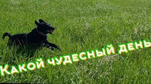 Чудесный день у собаки