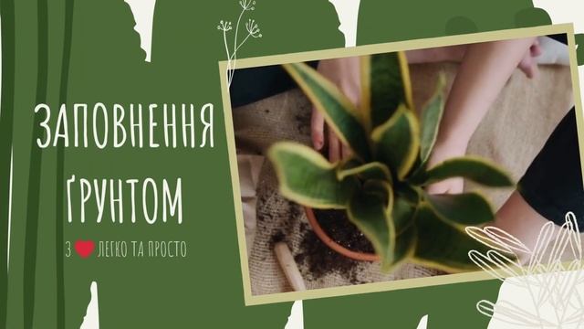 Коли ПЕРЕСАДЖУВАТИ кімнатні рослини 🌿пересадка для ?