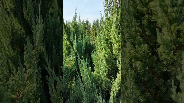 Ялівець китайський 'Стрікта' Juniperus chinensis 'Stricta': полив, с?