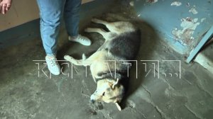 Неизвестный мужчина из пистолета расстреливает собак в Канавинском районе