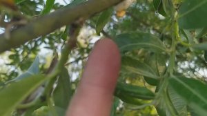 Почему плачет ива (плакучая ива, пенница ивовая)