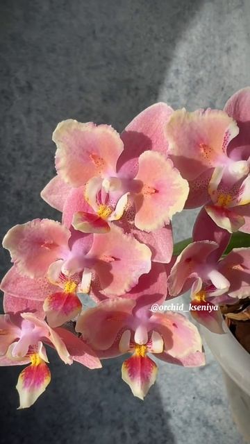 Phal. Odorion бабочка 🌸 Ароматная орхидея фаленопсис Парфю