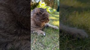 Милые котики. Летняя нега. Барсик.
