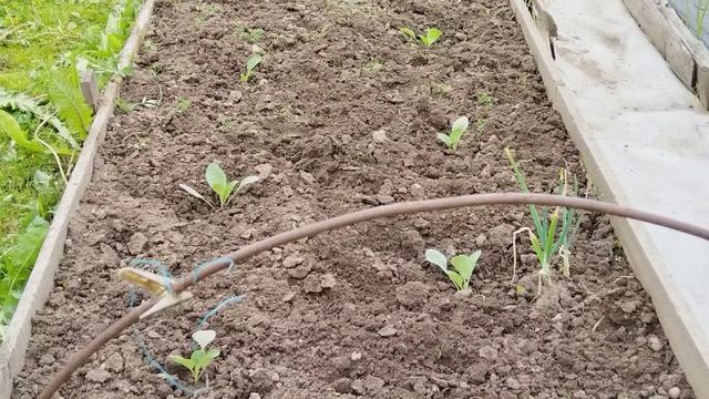 Уход за капустой после затяжных дождей.