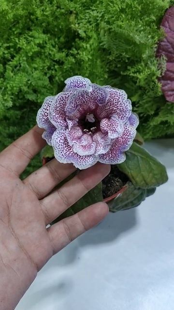 Глоксиния"Кружевная изморозь". смотреть онлайн