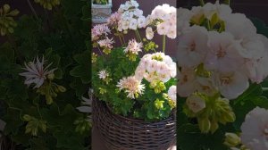 Vectis Spaider и ЮВ Анна Австрийская #пеларгонии